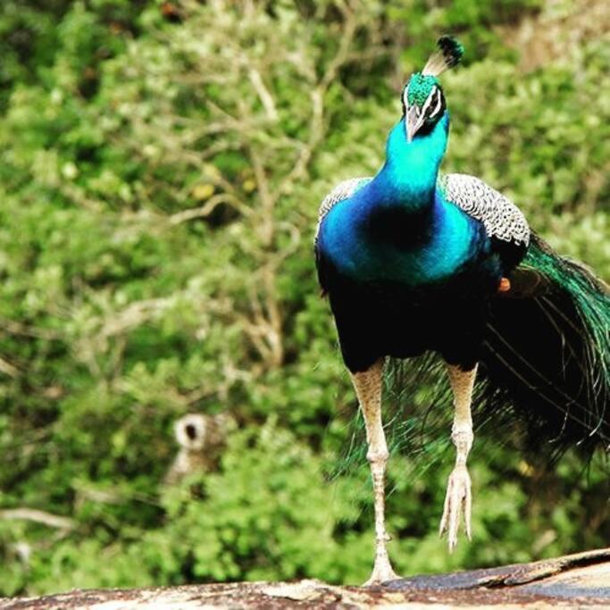 Ella Retreat Hotel Villa For Nature Lovers エクステリア 写真