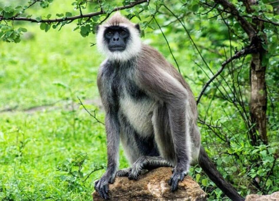 Ella Retreat Hotel Villa For Nature Lovers エクステリア 写真